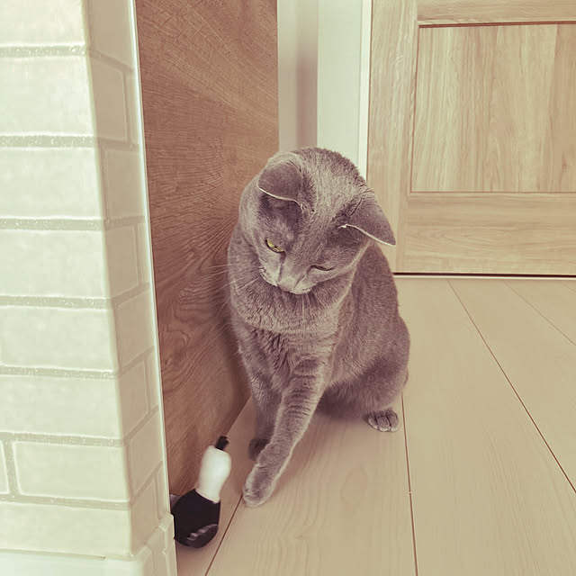 snoopyさんの実例写真