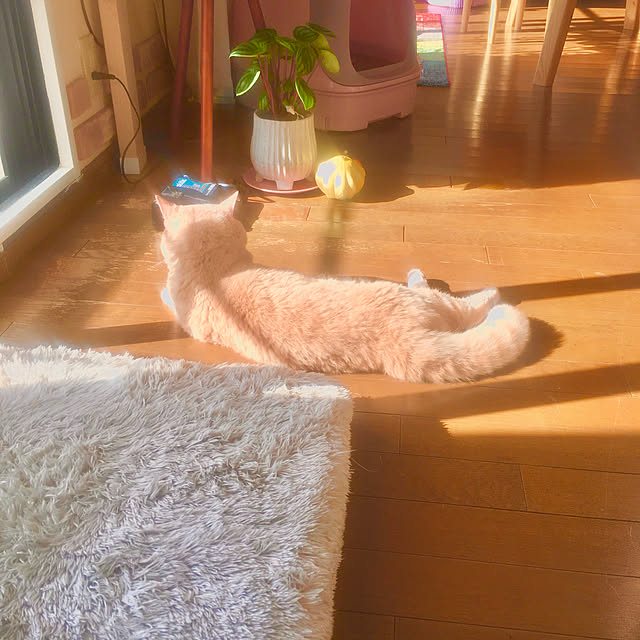 naokoさんの実例写真