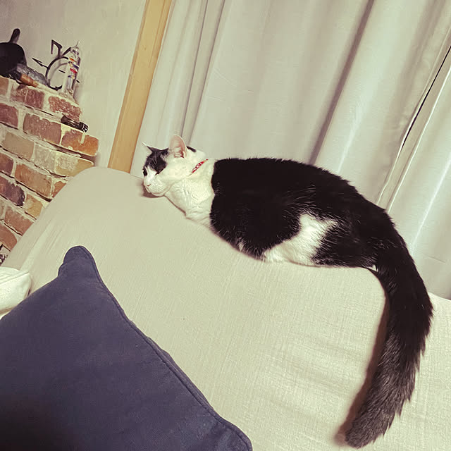 nekosamaさんの実例写真