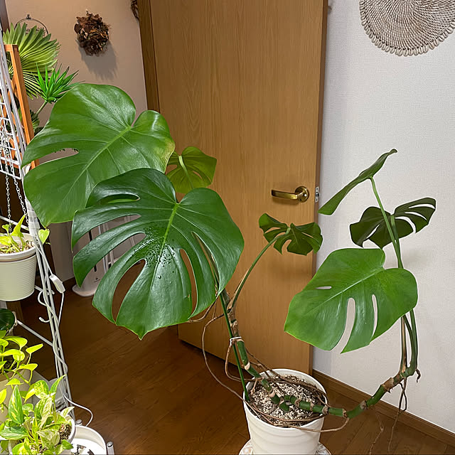 chi.pa.ruさんの部屋