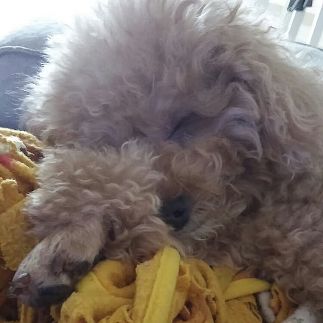 Karkeeさんの実例写真