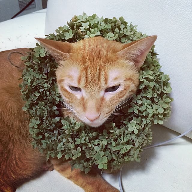 Minamiさんの実例写真