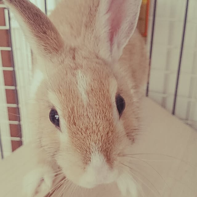 emiさんの実例写真