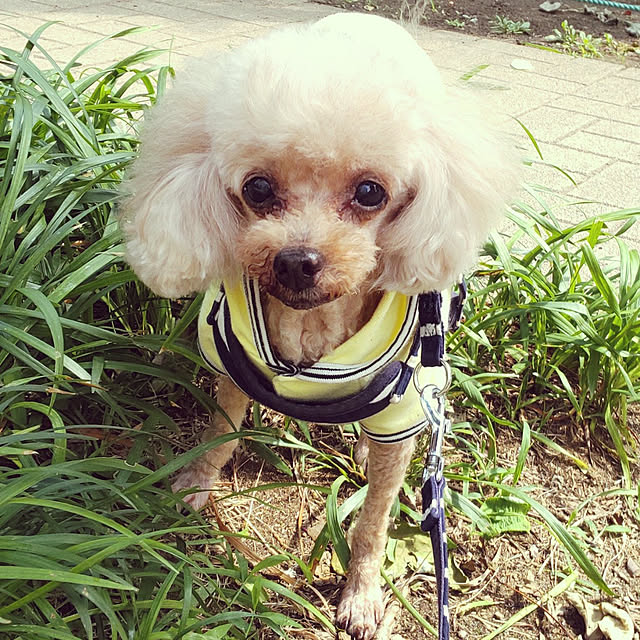 yuuさんの実例写真