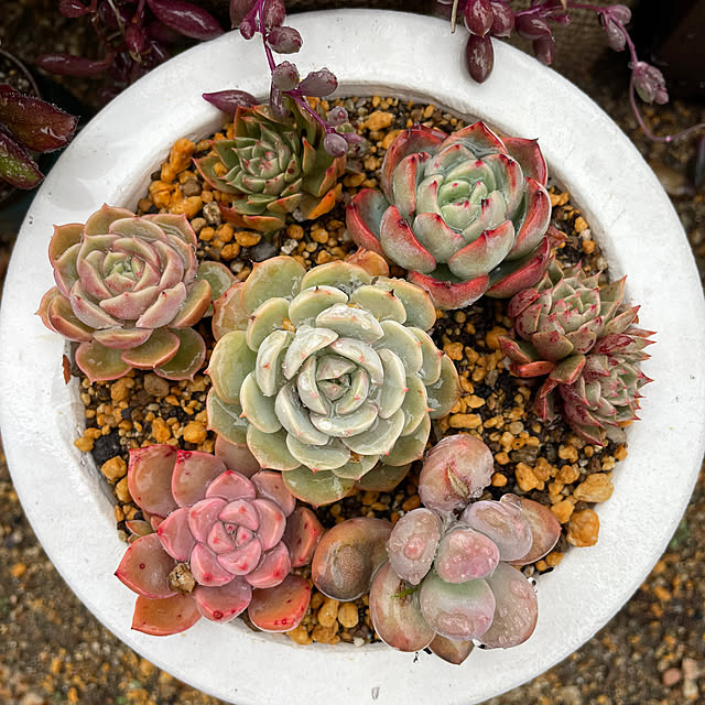 c.cさんの実例写真