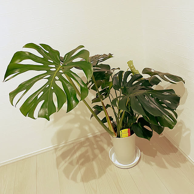 naotokahoさんの部屋