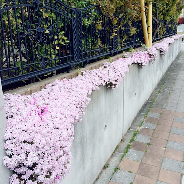Momoさんの実例写真