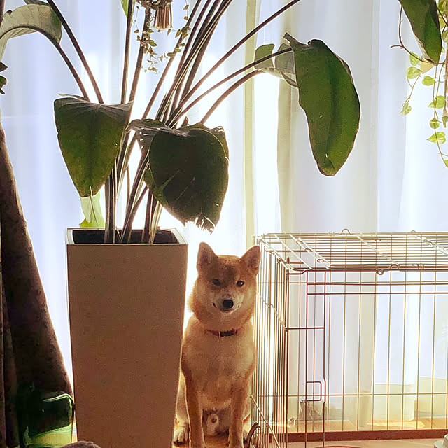 hogeさんの実例写真