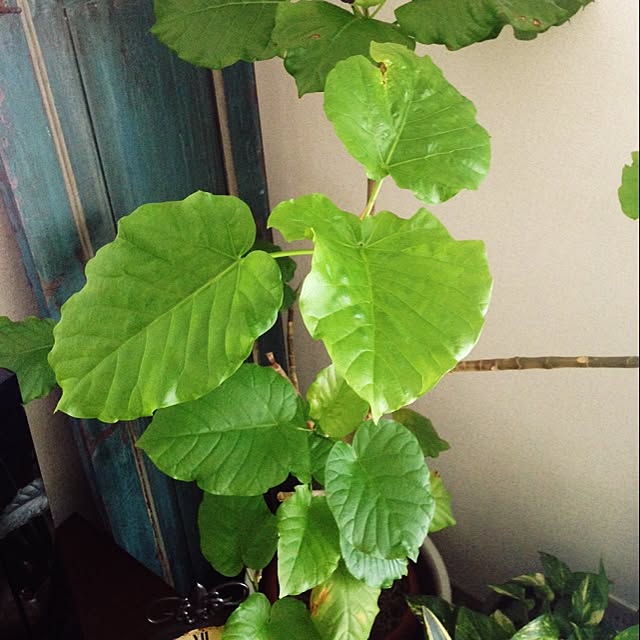 mon0418さんの実例写真