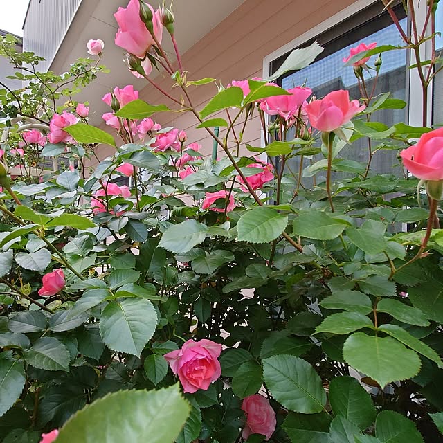fleur-mamanさんの部屋