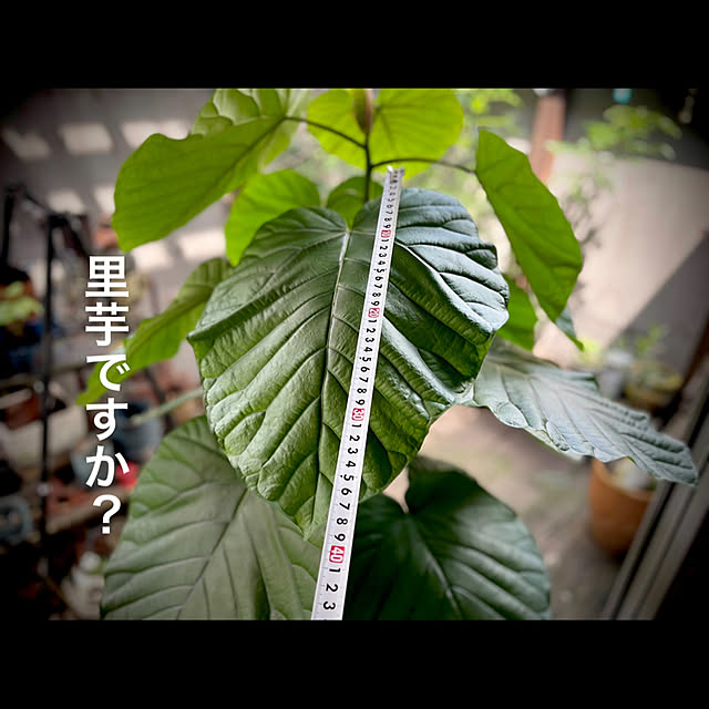 marusanさんの実例写真