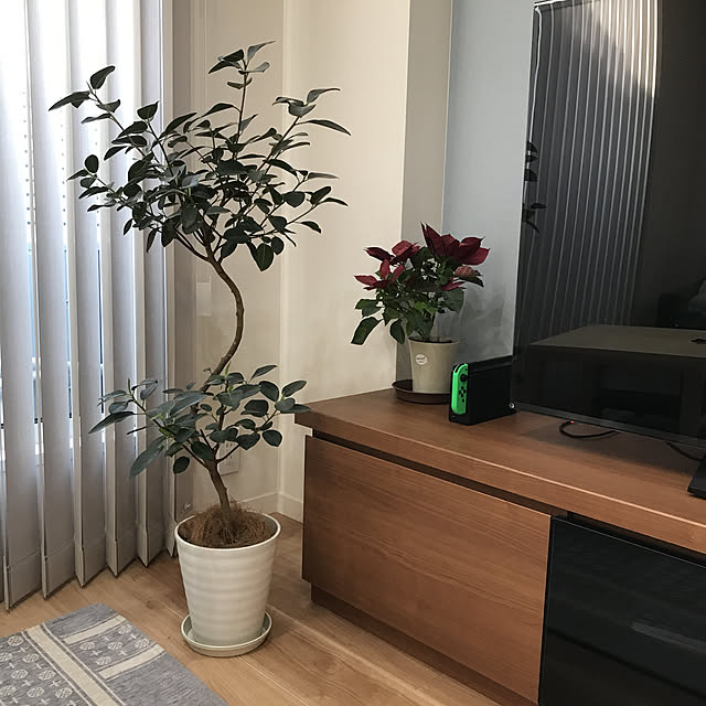観葉植物/リビングのインテリア実例 - 2020-05-17 17:29:31