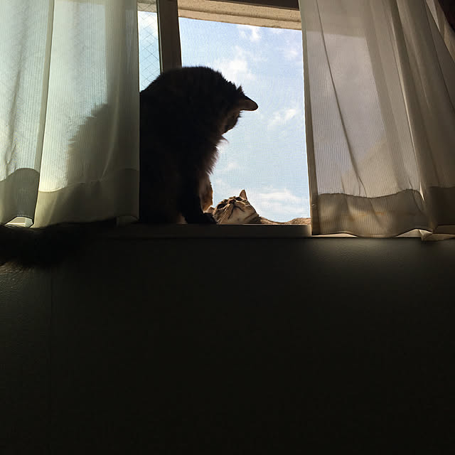 mikomaruさんの実例写真