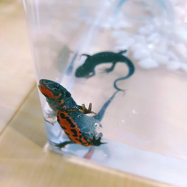 Miyumamaさんの部屋