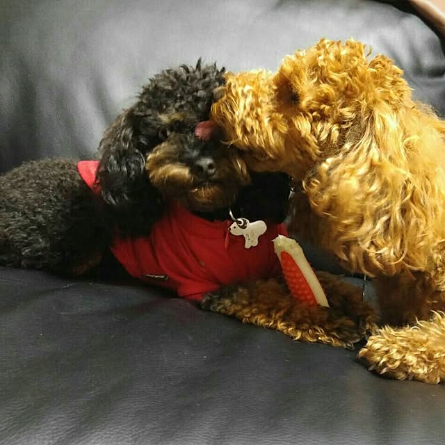POOTAさんの実例写真
