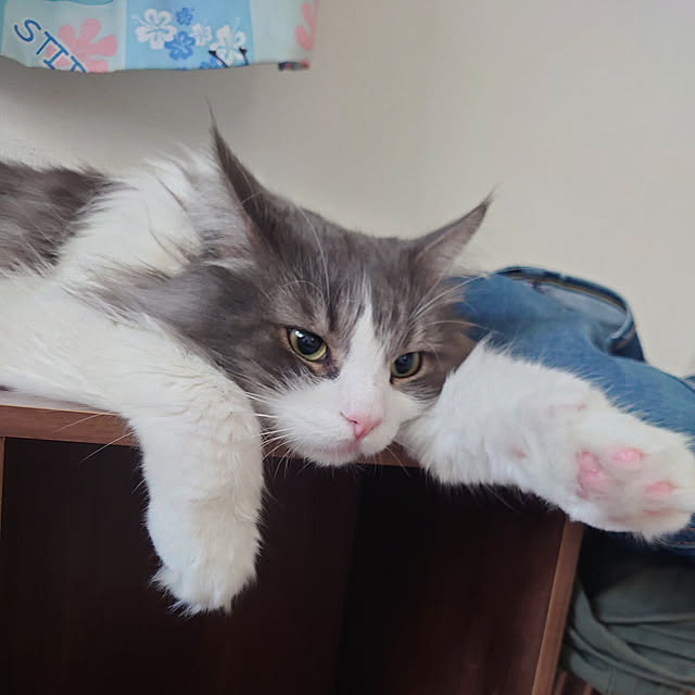 shinobuさんの実例写真
