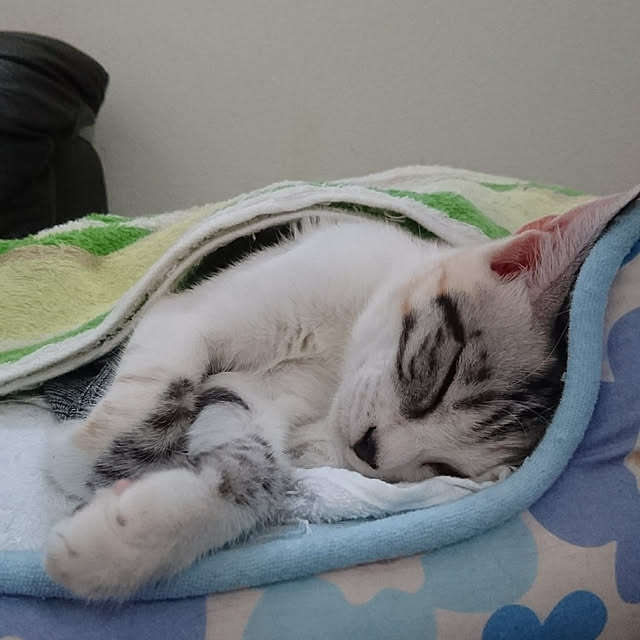 shinobuさんの実例写真