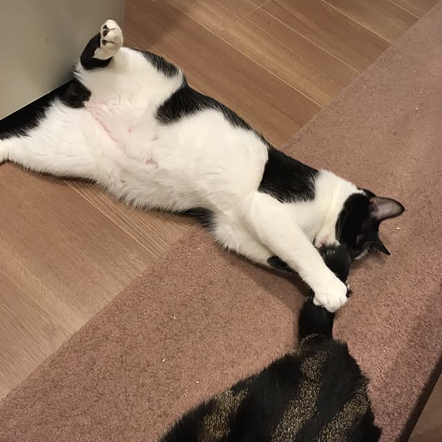 mikomaruさんの実例写真