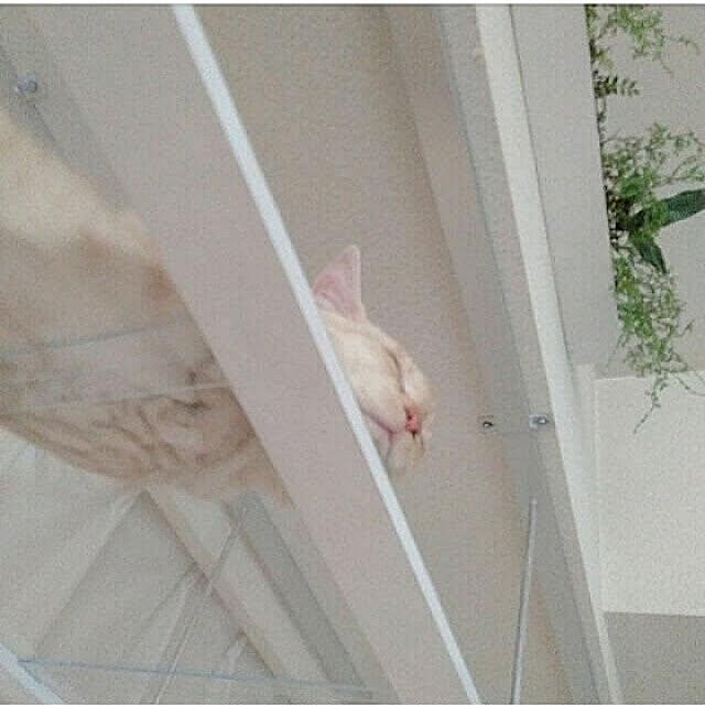 heart.emiemi57.whiteさんの実例写真