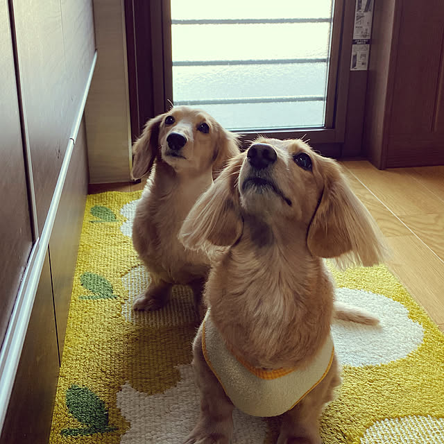 ponponcooさんの実例写真