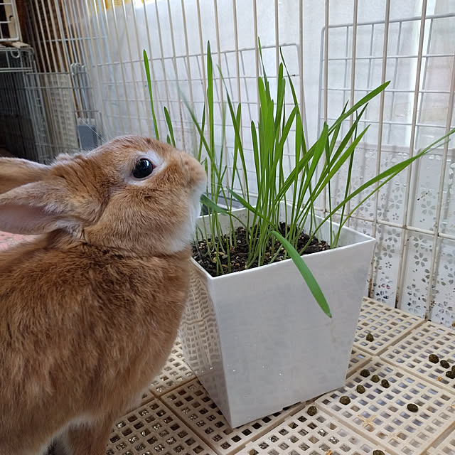 chelichanさんの実例写真