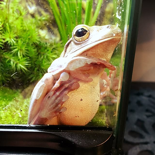 kaerucoさんの実例写真