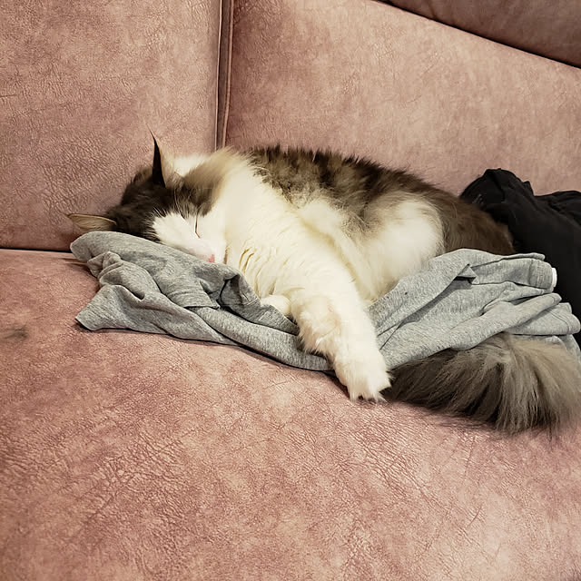 mofさんの実例写真