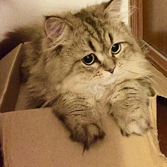 butachanさんの実例写真