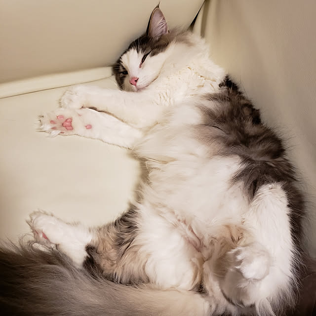 mofさんの実例写真