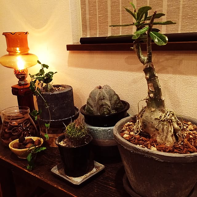 棚/多肉植物のインテリア実例 - 2015-10-17 18:59:32