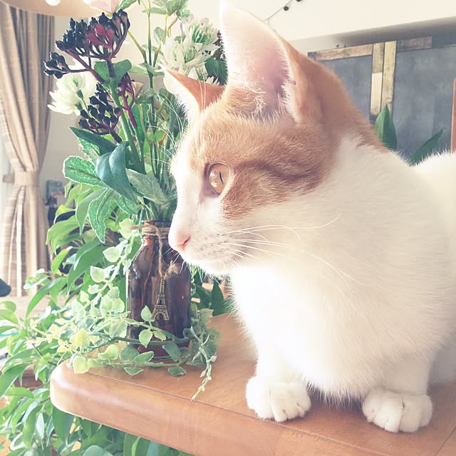eucharisさんの実例写真