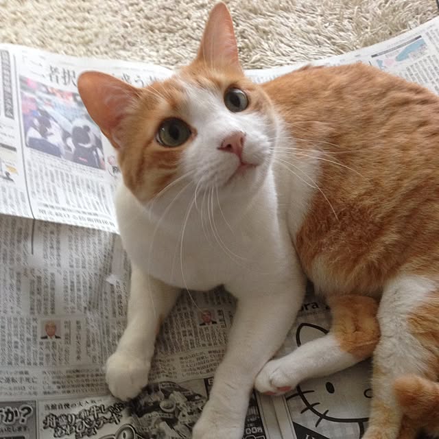 Kinanさんの実例写真