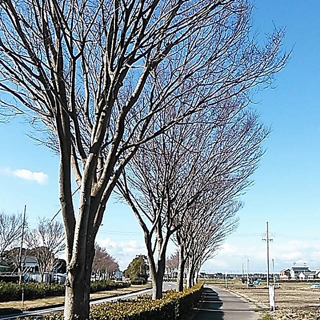 otakuna-kurashiさんの実例写真