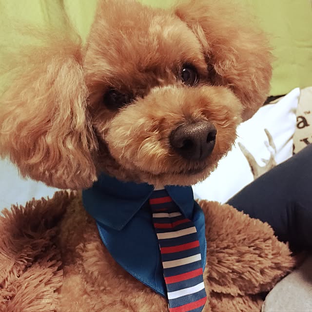 masashinobonさんの実例写真