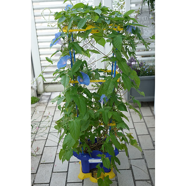 haruisabelさんの部屋