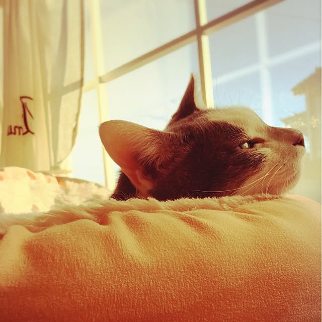 mintcatさんの実例写真