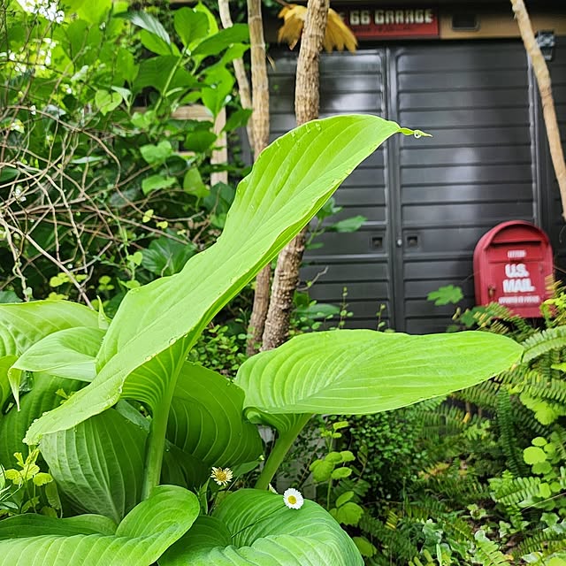 GreenHomeさんの部屋