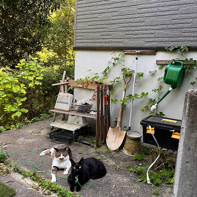 jijiさんの実例写真