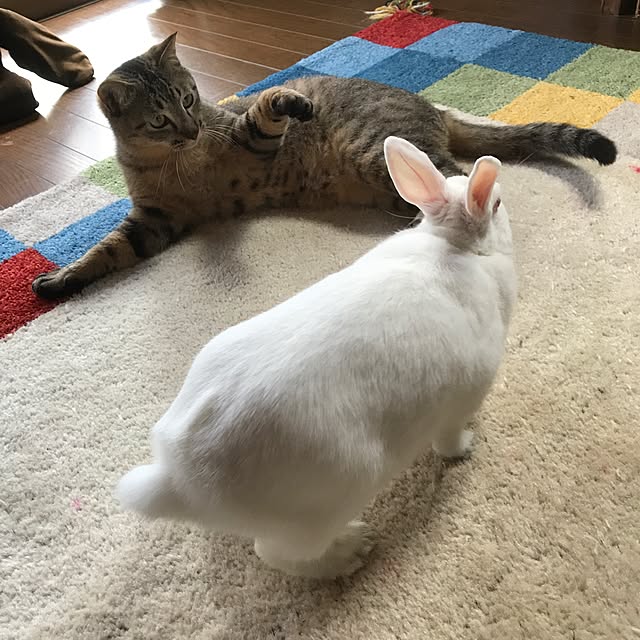 pepeさんの実例写真