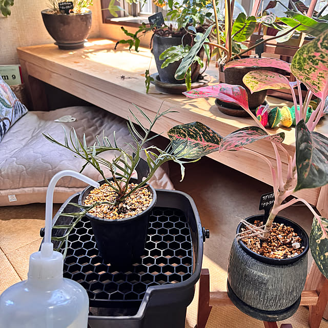 greycatsさんの部屋