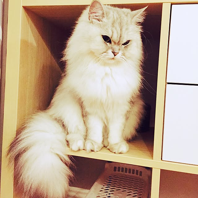 Mimiさんの実例写真