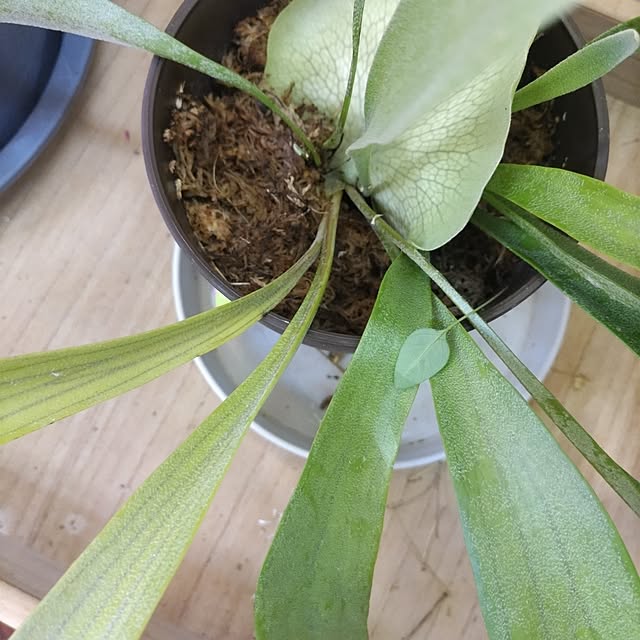 salacocoさんの部屋