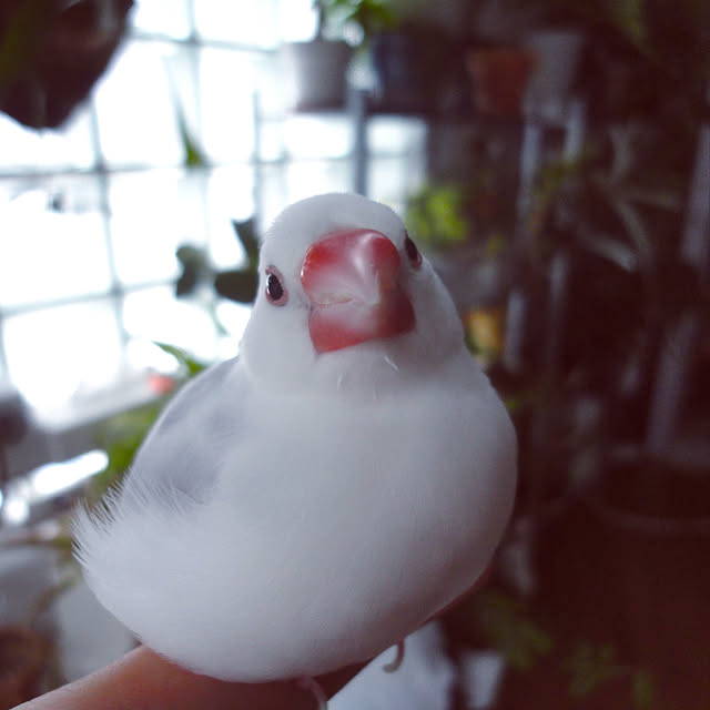 部屋全体/文鳥/植中毒のインテリア実例 - 2017-10-25 10:29:12