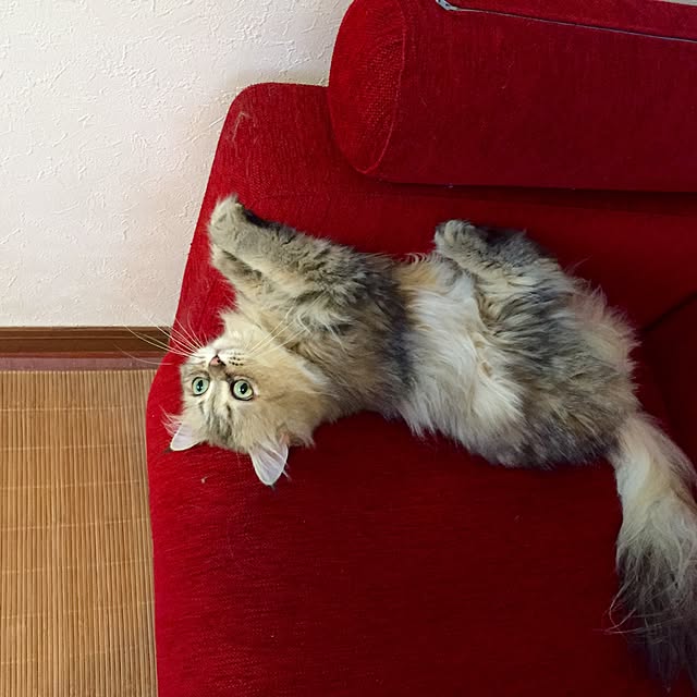 butachanさんの実例写真