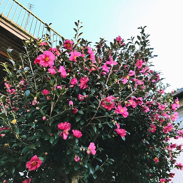 yokkoさんの部屋