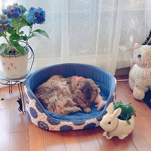 yukarinさんの実例写真