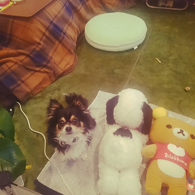 rinmarorinさんの実例写真