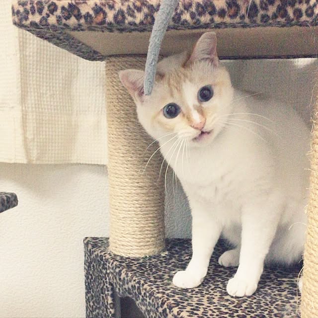 toufuさんの実例写真