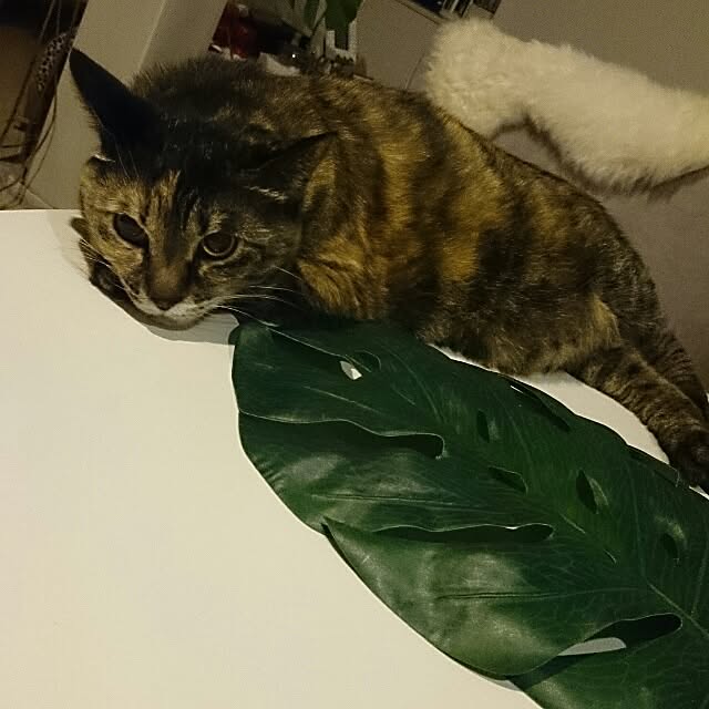 kikinanaさんの実例写真