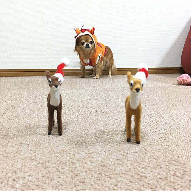 koroさんの実例写真